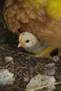 Very large two-legged duvet