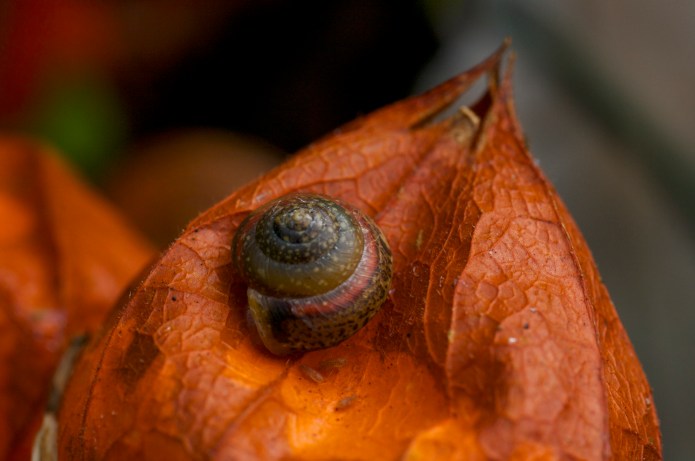 Chamelesnail