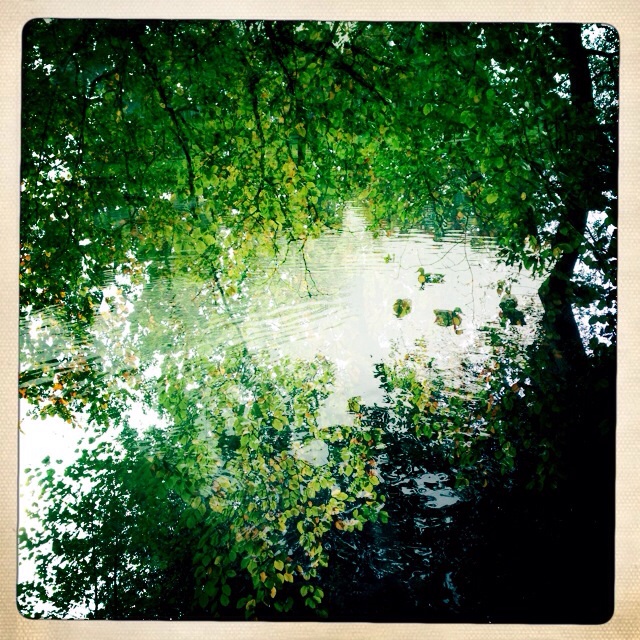 See through Ducks