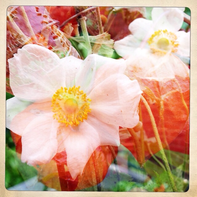 Blooms in Autumn, apparently something does