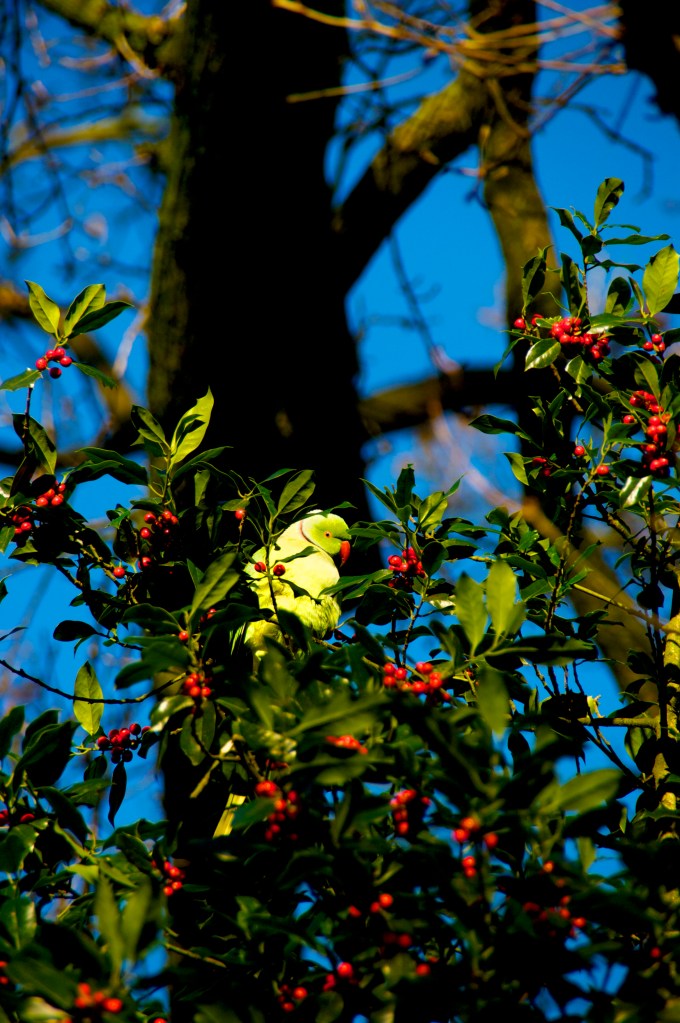 Study in Green and Red