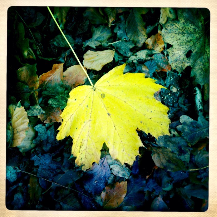 Grey Brown or Black Turn Yellow instead