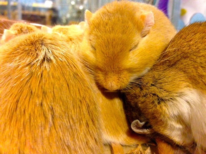 I wish I was a Hamster