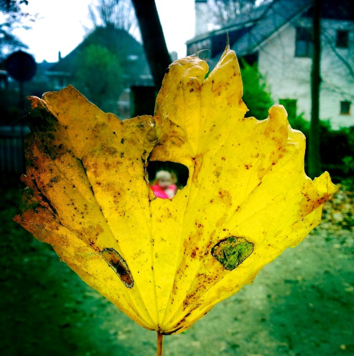 old leaves, young leaves