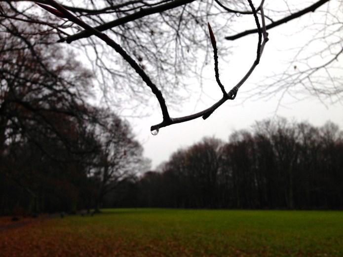 Grey, drops in trees in drops in trees