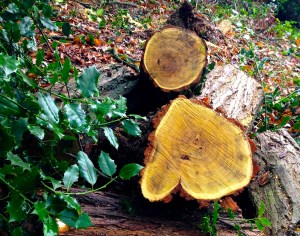 Tree Trying To Tell Us Something