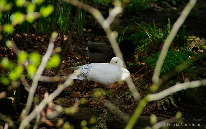 Hansel and Gretel's magic duck