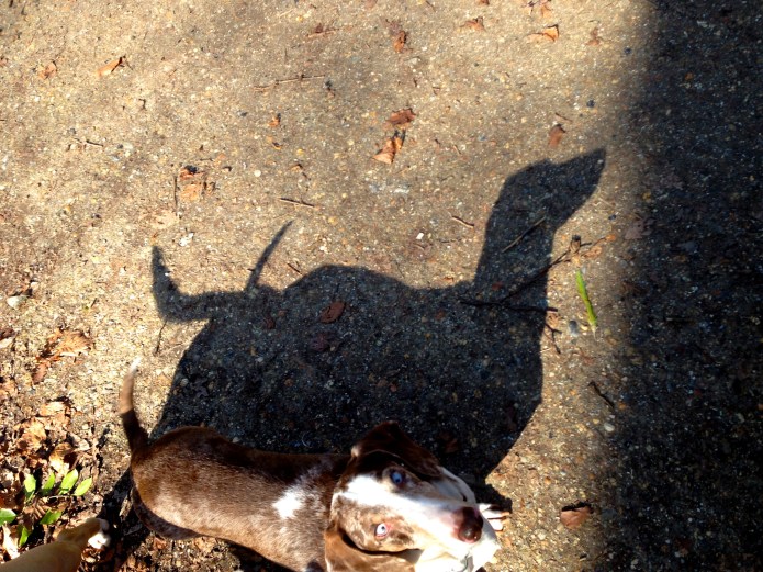 Cross-eyed-two-tailed