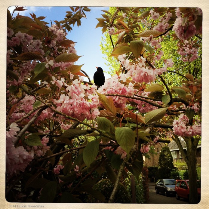 Blackbird Fairy Tale