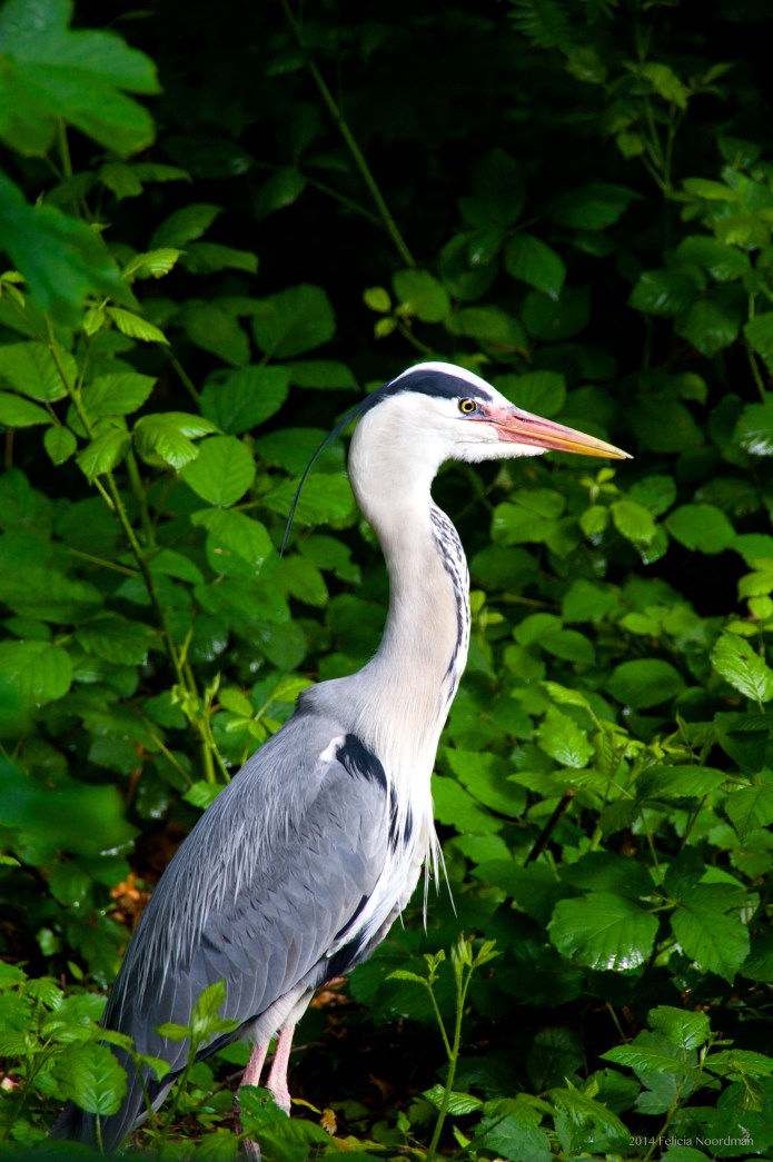 2D Heron