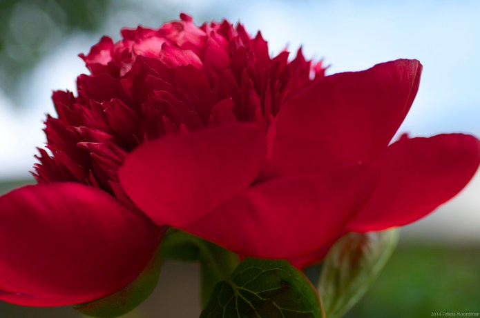 Red Peony