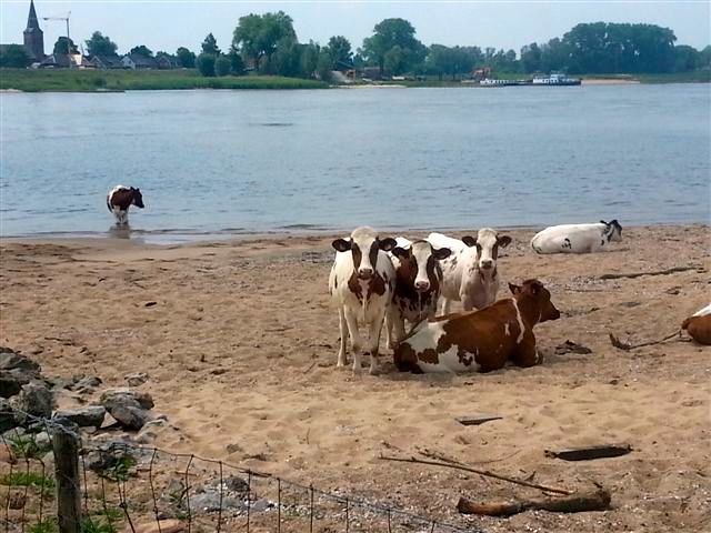 Cow Beach