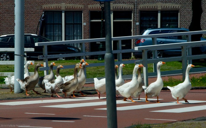 Goose crossing I