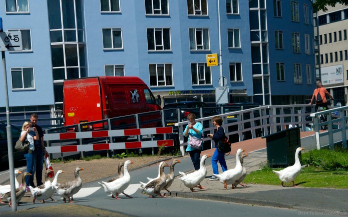 Goose Crossing II