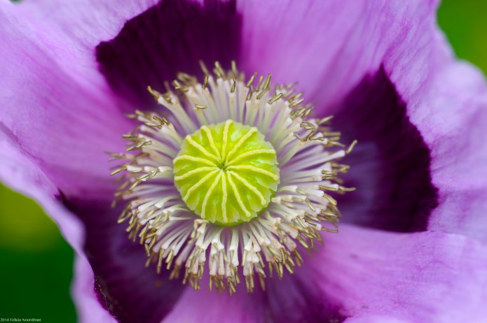 purplish pink poppy