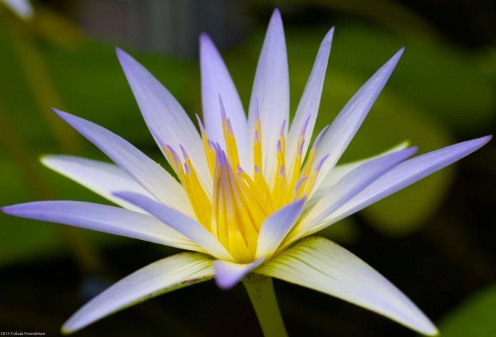 purplelish waterlily