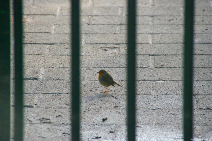 Robin behind bars