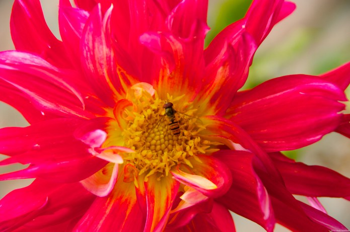 Very Red and Friend.jpg