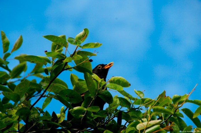 Blackbird bit of cherry