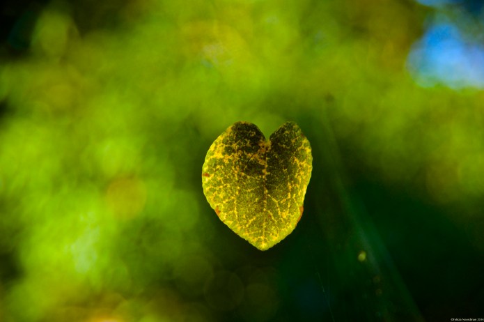 Heart on a Wire