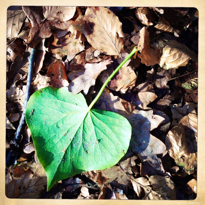 Love Leaf
