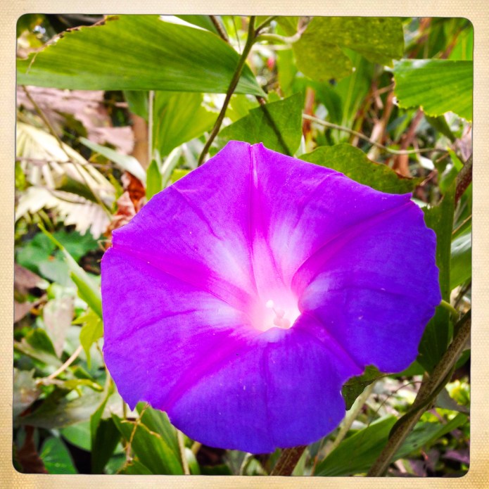 What's the Story Morning Glory